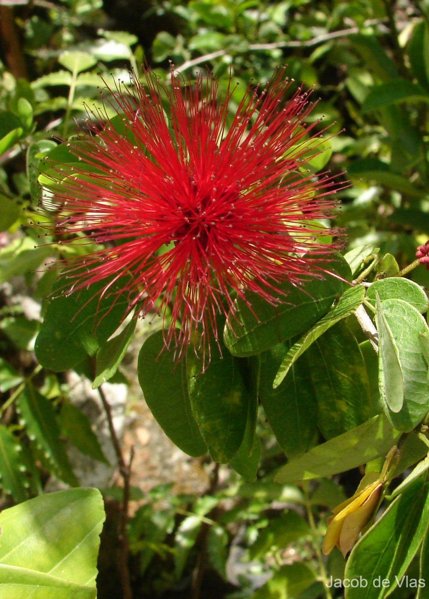 Calliandra tergemina var. emarginata (Humb. & Bonpl. ex Willd.) Barneby